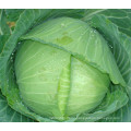 HC04 Shiba heat resistant,Oblateness green F1 hybrid cabbage seeds